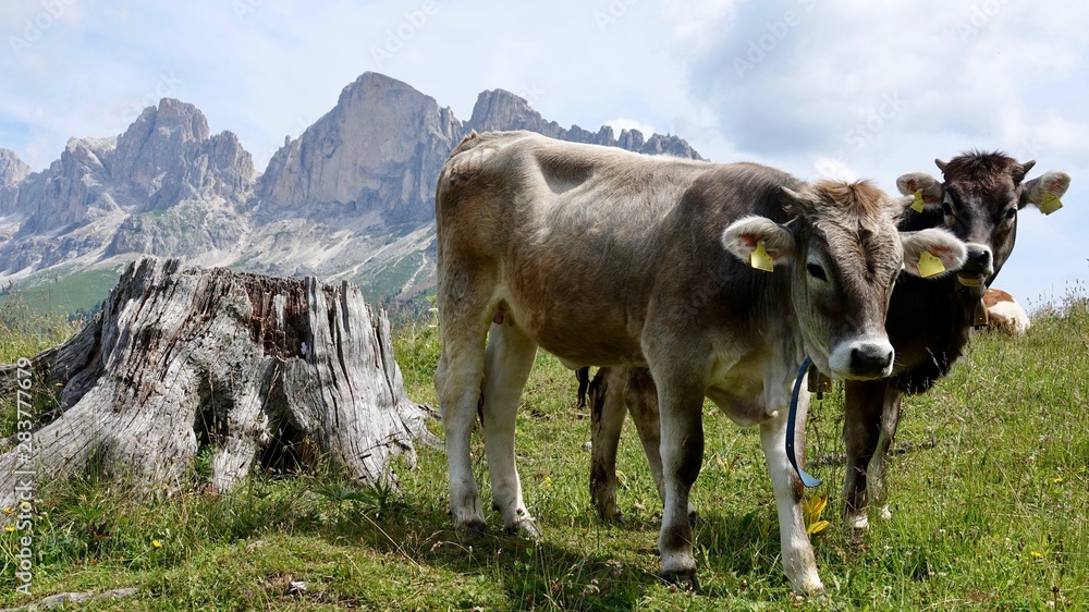 Kühe, Kuh in den Bergen, Almwiese mit Rind in den Alpen