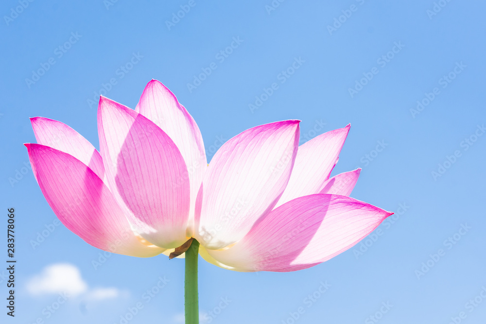 安曇野の蓮畑の蓮の花 安曇野の蓮畑の蓮の花