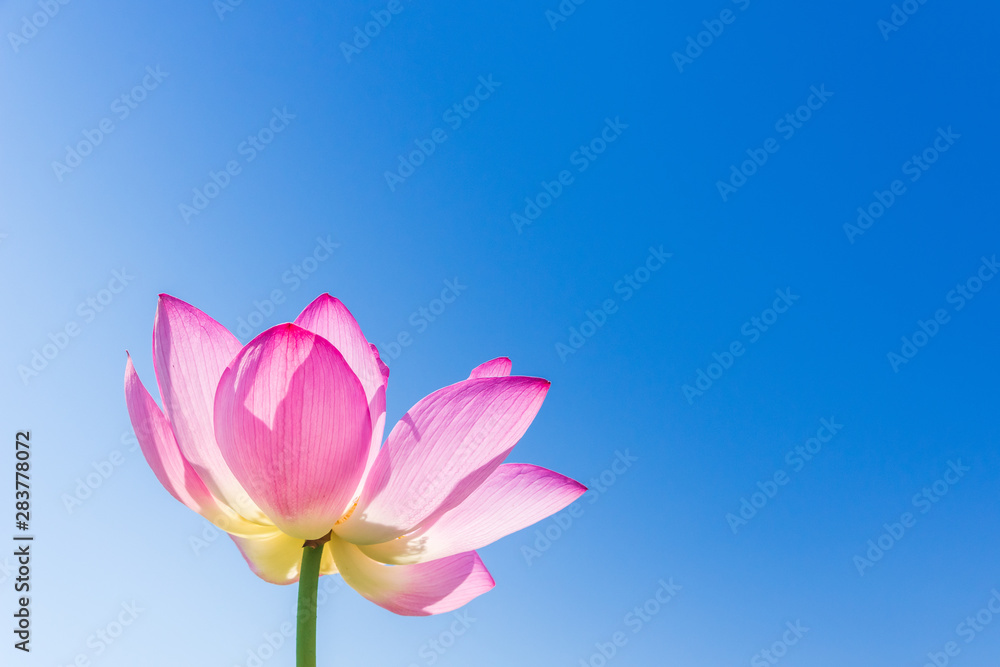 安曇野の蓮畑の蓮の花