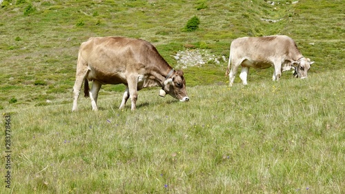 Kühe, Kuh in den Bergen, Almwiese mit Rind in den Alpen © Omm-on-tour