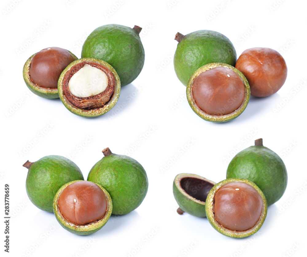 macadamia nuts on white background macadamia nuts on white background