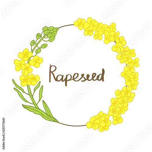 Colored frame of rapeseed flowers isolated on white background. Vector illustration