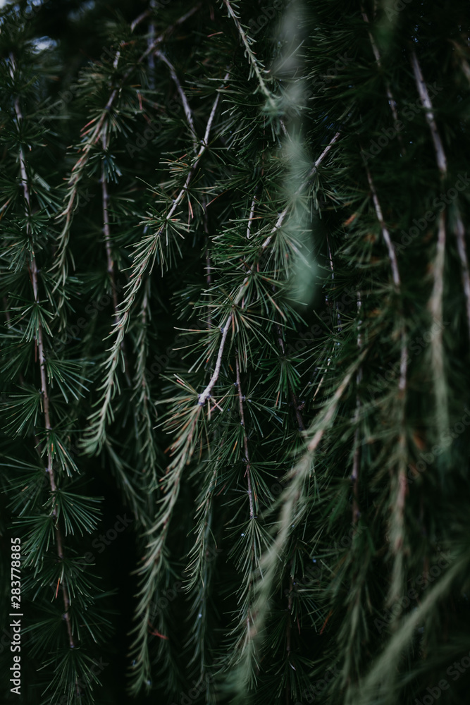 coniferous green abstract background coniferous green abstract background