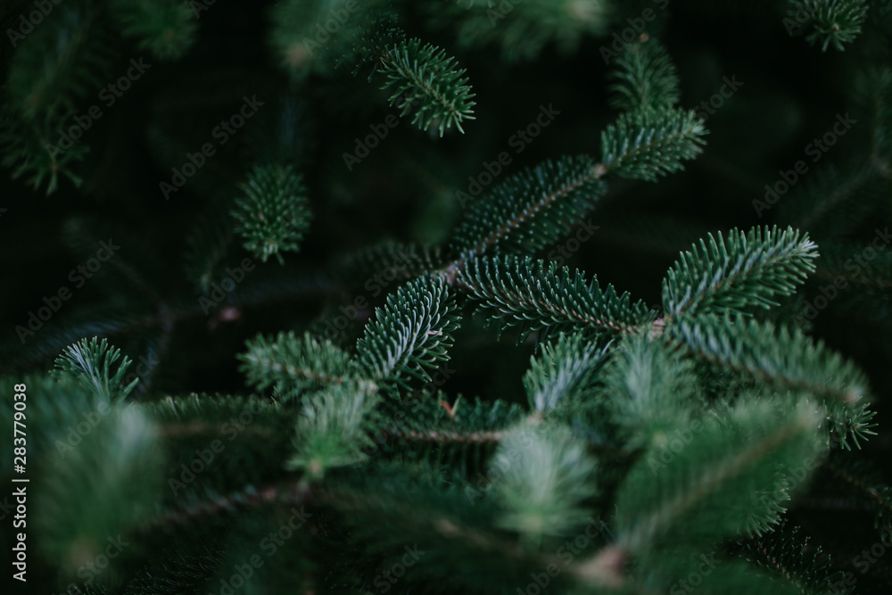coniferous green abstract background