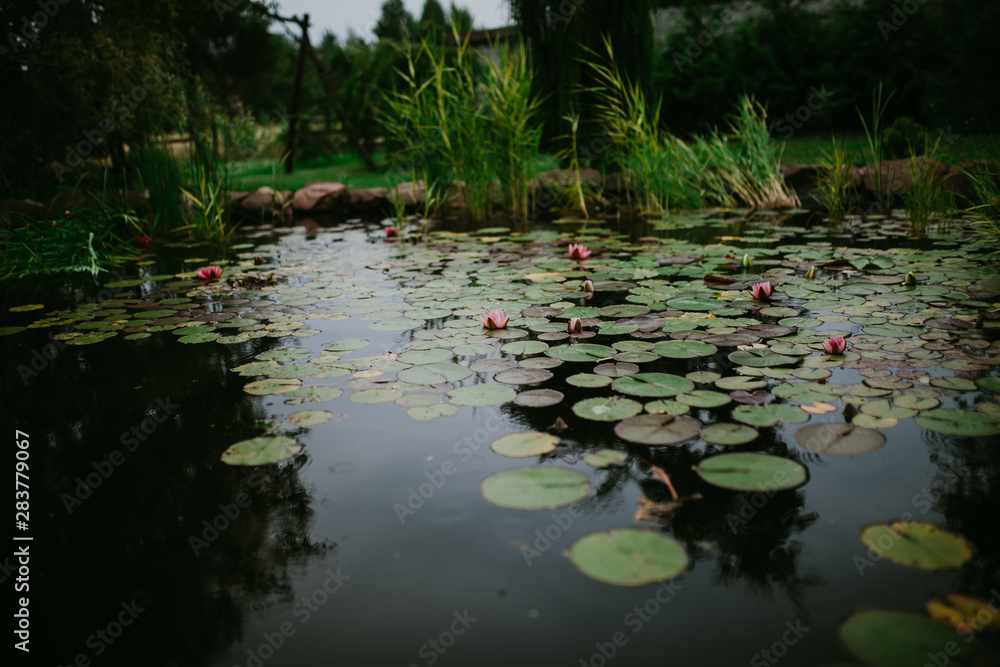 pond with water lilies pond with water lilies