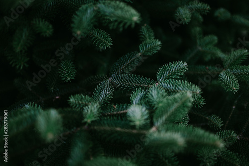 Wallpaper Mural coniferous green abstract background Torontodigital.ca