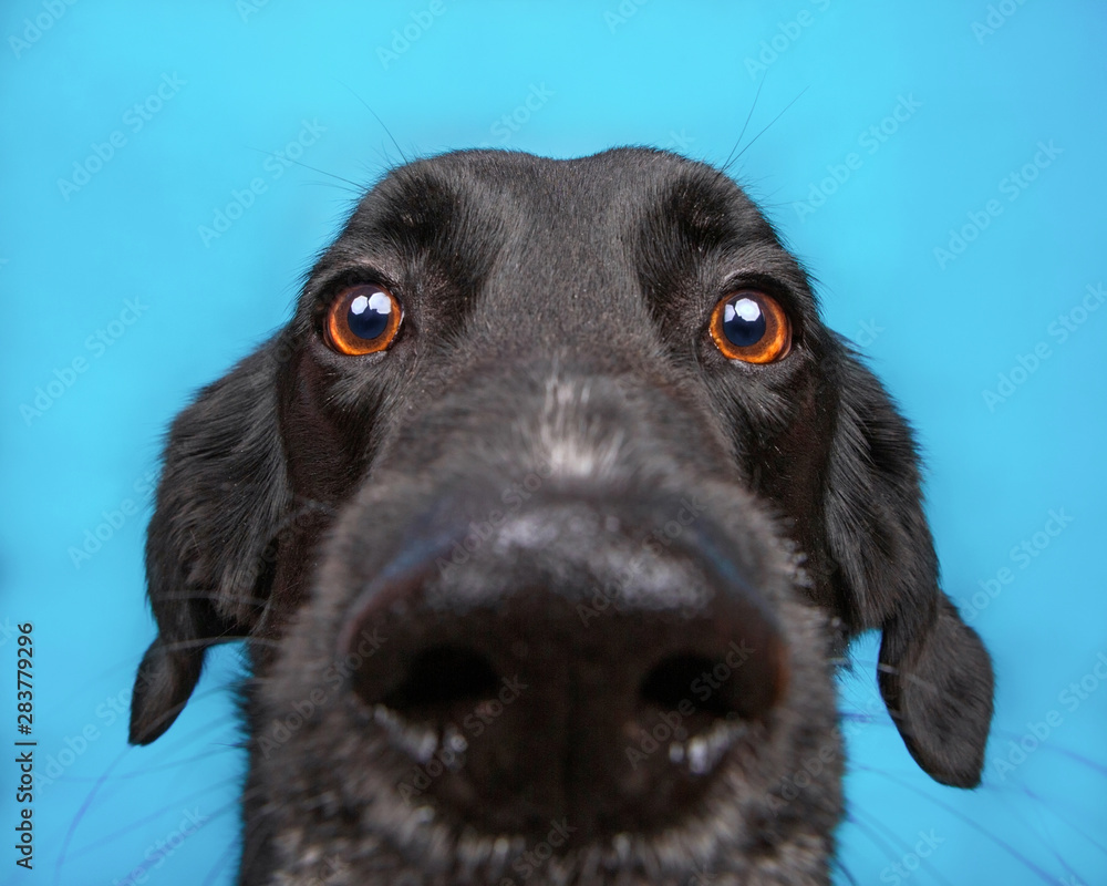 cute border collie labrador mix isolated on a blue background studio shot  Photos | Adobe Stock