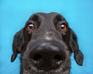 cute border collie labrador mix isolated on a blue background studio shot