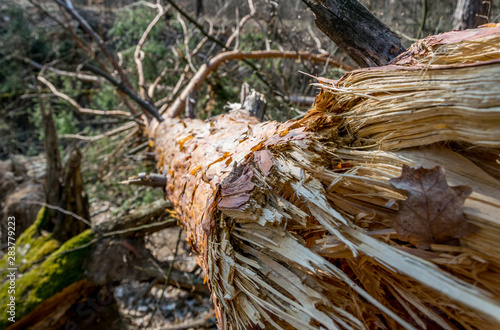 closeup of a tree