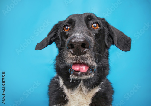 Photography cute border collie labrador mix isolated on a blue background studio shot