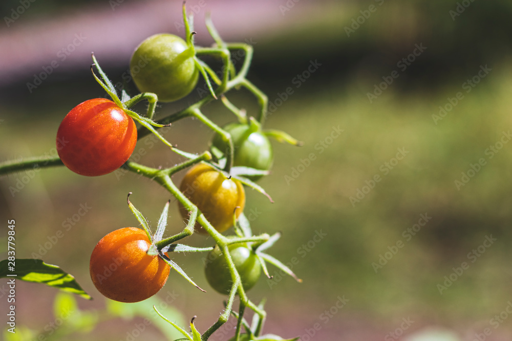 Wild tomatoes on a branch