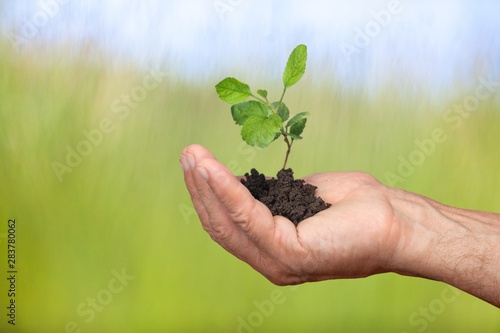 Pure green plant with soil in human hands on background