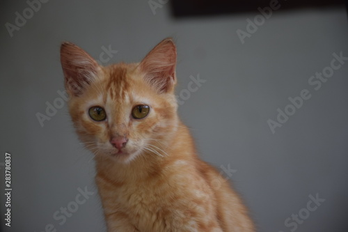 cat on a black background