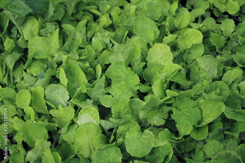 Growing Chinese cabbage background