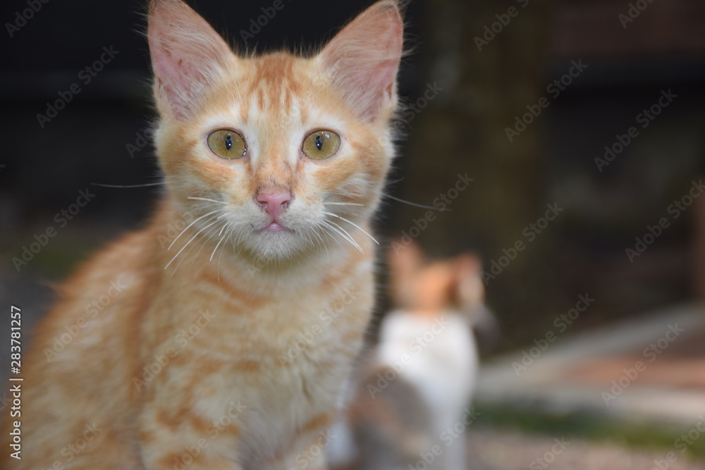 Fototapeta premium cat with green eyes