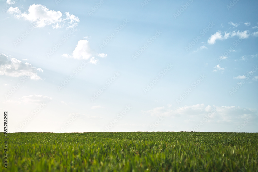 field of green grass and blue sky with clouds close-up field of green grass and blue sky with clouds close-up