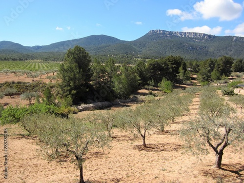 olive almond and pine trees