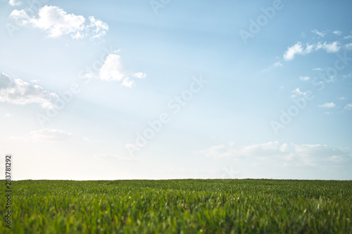 field of green grass and blue sky with clouds close-up