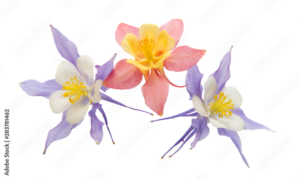 aquilegia flower isolated aquilegia flower isolated