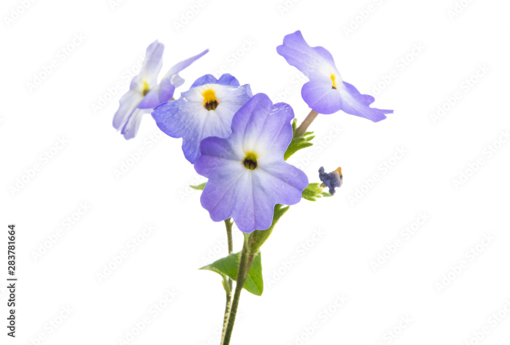 browllia flower isolated browllia flower isolated