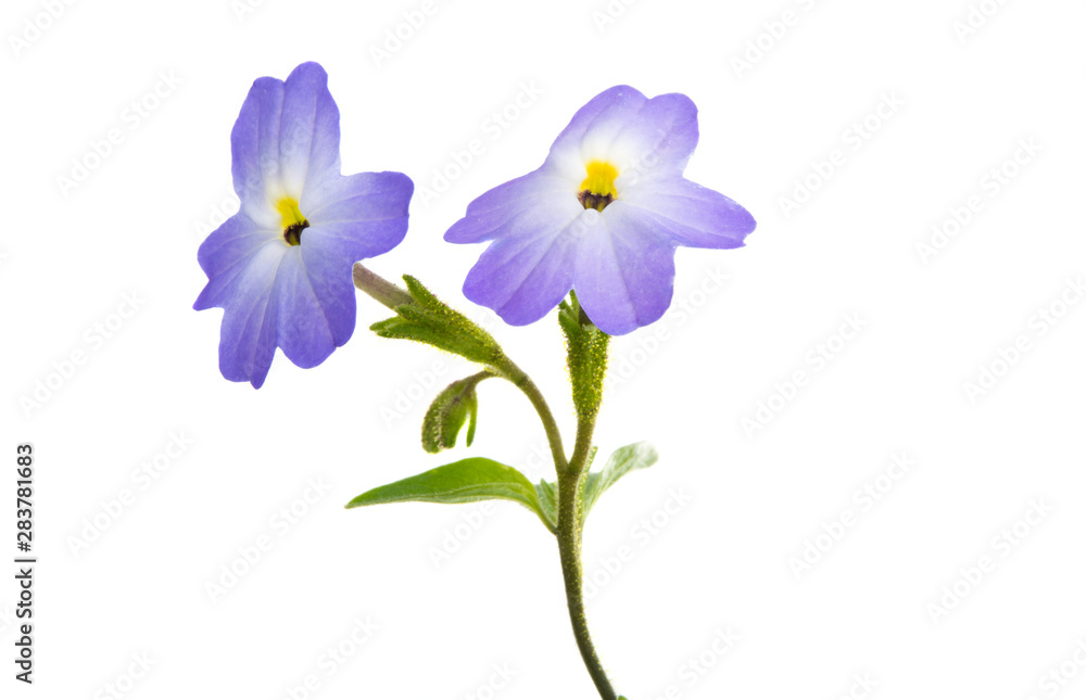 Obraz premium browllia flower isolated