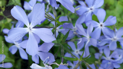 Flowers. Flowering plants. Floral background. Background for postcards. Bloom. Photo of flowering plants