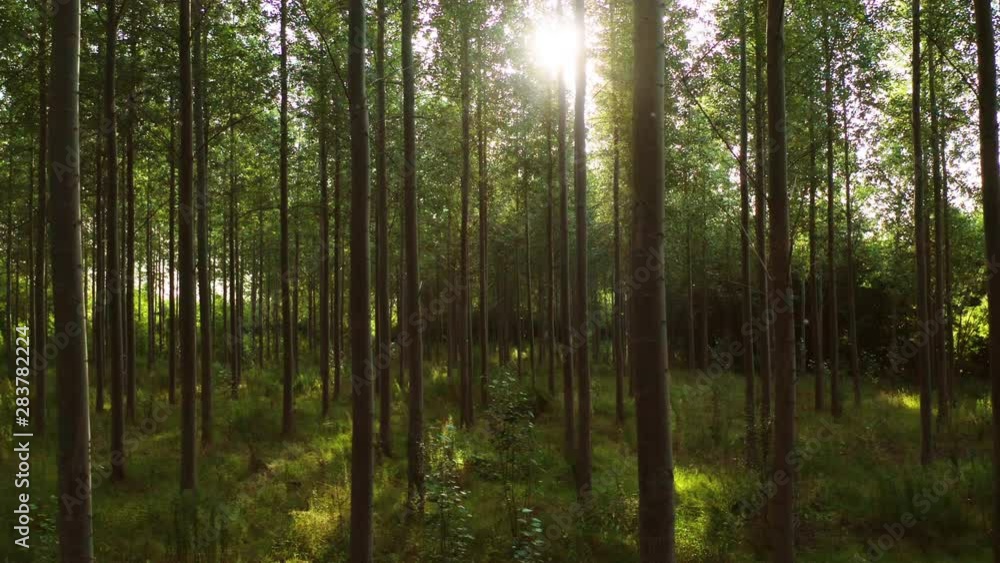 Slowly moving backwards through a forest at sunrise on a summers day with light flickering through the branches in the English countryside Slowly moving backwards through a forest at sunrise on a summers day with light flickering through the branches in the English countryside