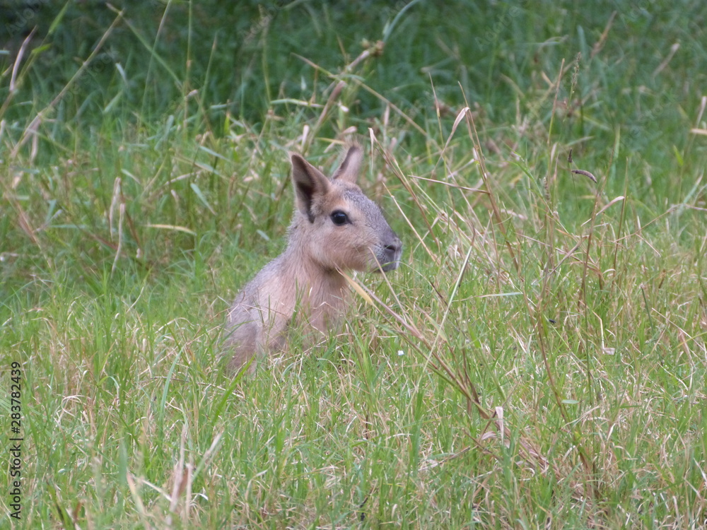 Fototapeta premium Te veo