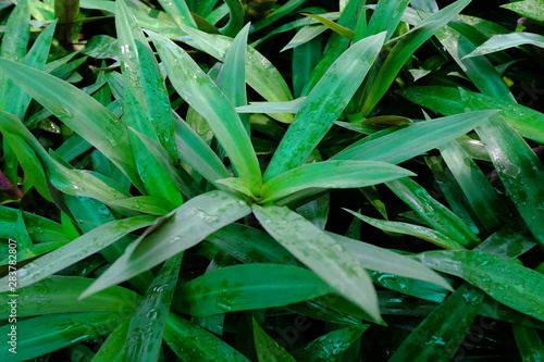 A huge amount of young Ornamental plants grow in a greenhouse in Thailand