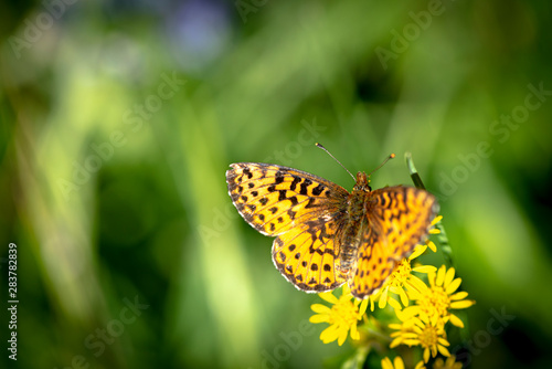 Northwestern Fritillary Butterfly, Speyeria hesperis © Phil & Karen Rispin