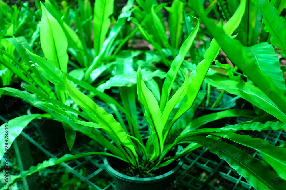 Obraz premium A huge amount of young Ornamental plants grow in a greenhouse in Thailand