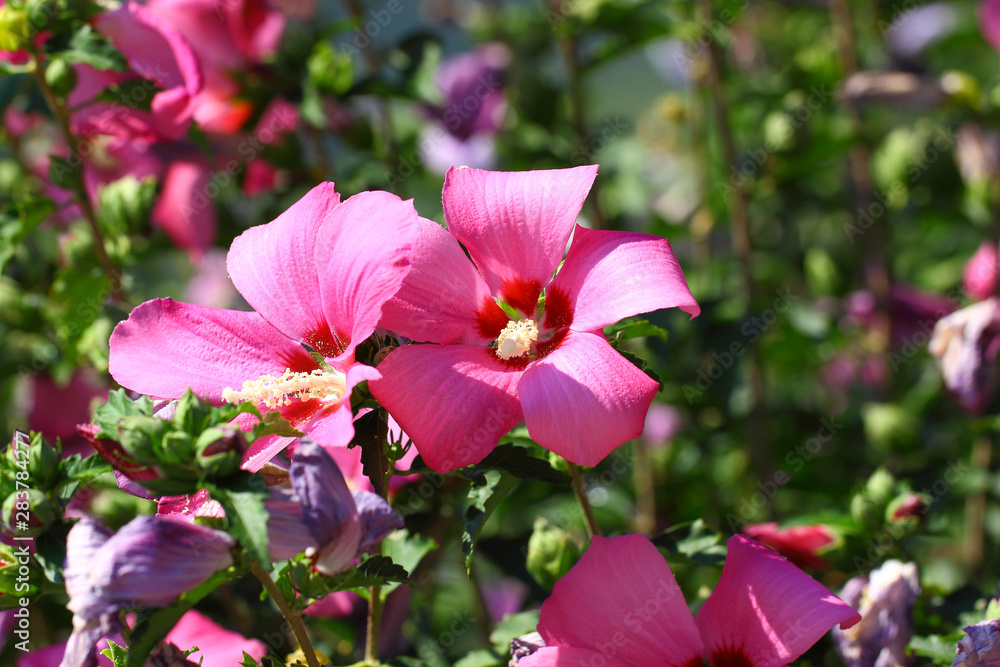 Mallow flowers pink buds among the leaves on a sunny day. Mallow flowers pink buds among the leaves on a sunny day.