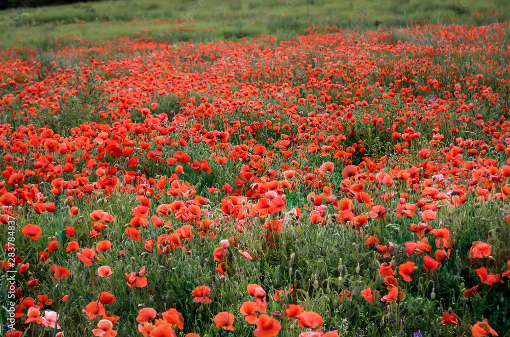 Wiese voll mit Mohnblumen Wiese voll mit Mohnblumen