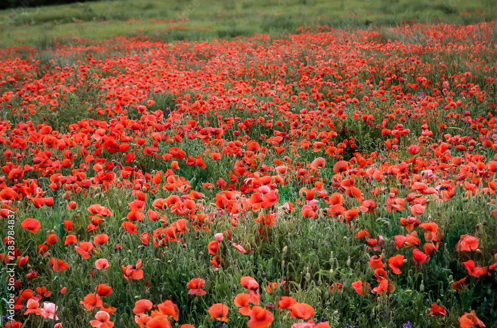 Wiese voll mit Mohnblumen