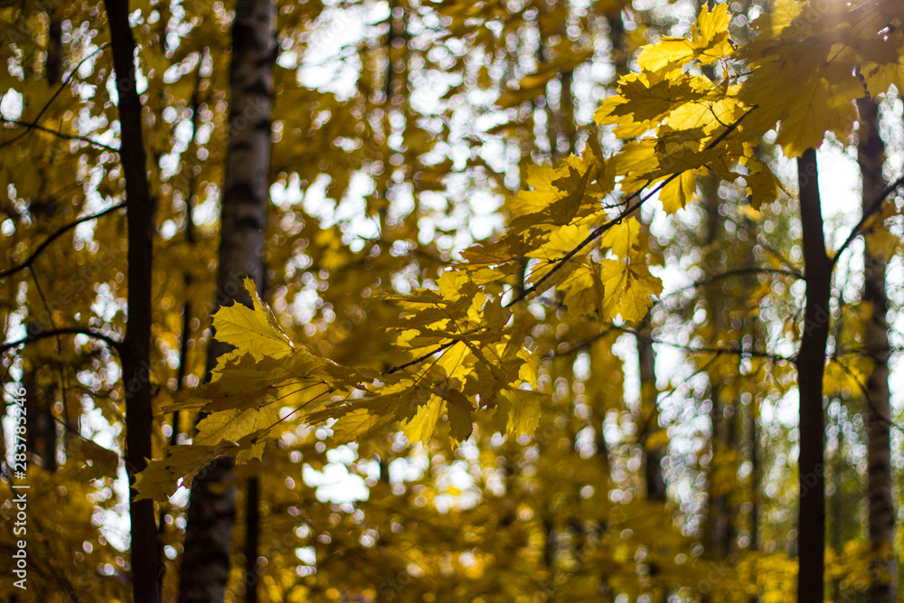 Colorful yellow maple leaves on the tree in autumn. Crown maple on a background of sun rays in autumn. Autumn foliage close-up bokeh. Colorful yellow maple leaves on the tree in autumn. Crown maple on a background of sun rays in autumn. Autumn foliage close-up bokeh.