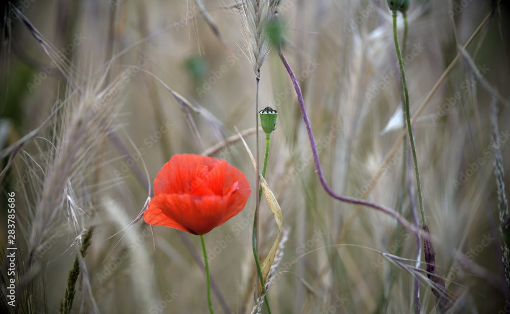 Fototapeta premium Leuchtender Mohn im getreidefeld
