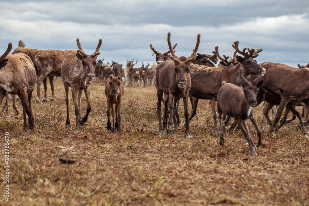 The extreme north, Yamal, the preparation of deer meat, remove the hide from the deer, The extreme north, Yamal, the preparation of deer meat, remove the hide from the deer,