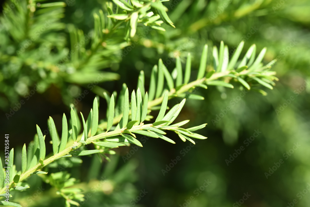 Haie If pousse vert nature bienfaisant santé Haie If pousse vert nature bienfaisant santé