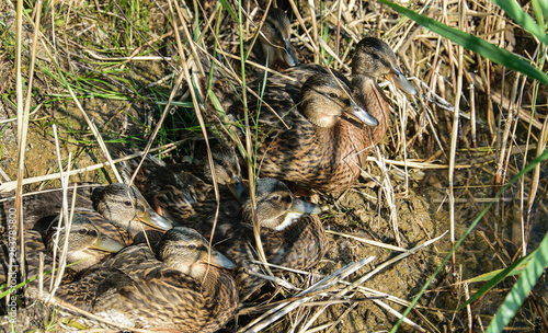 A group of young ducks are sitting in the grass near the shore.