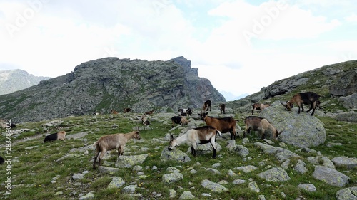 Ziegenherde in den Alpen, Dolomiten © Omm-on-tour