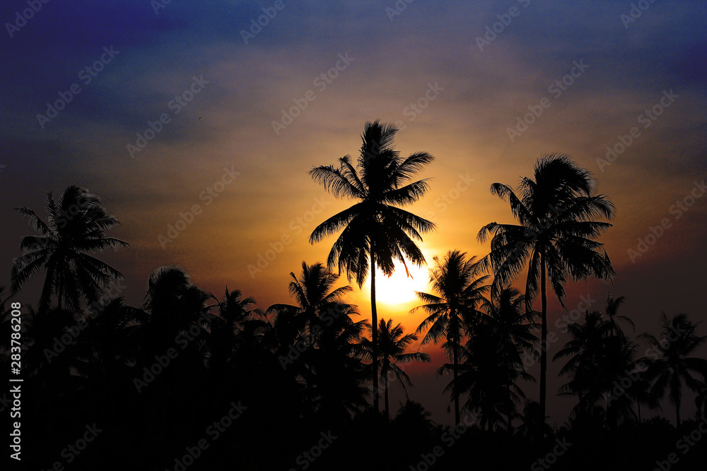 Coconut tree Silhouettes