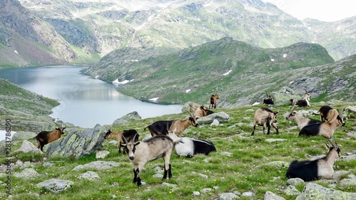 Tableau sur toile Ziegenherde in den Alpen, Dolomiten
