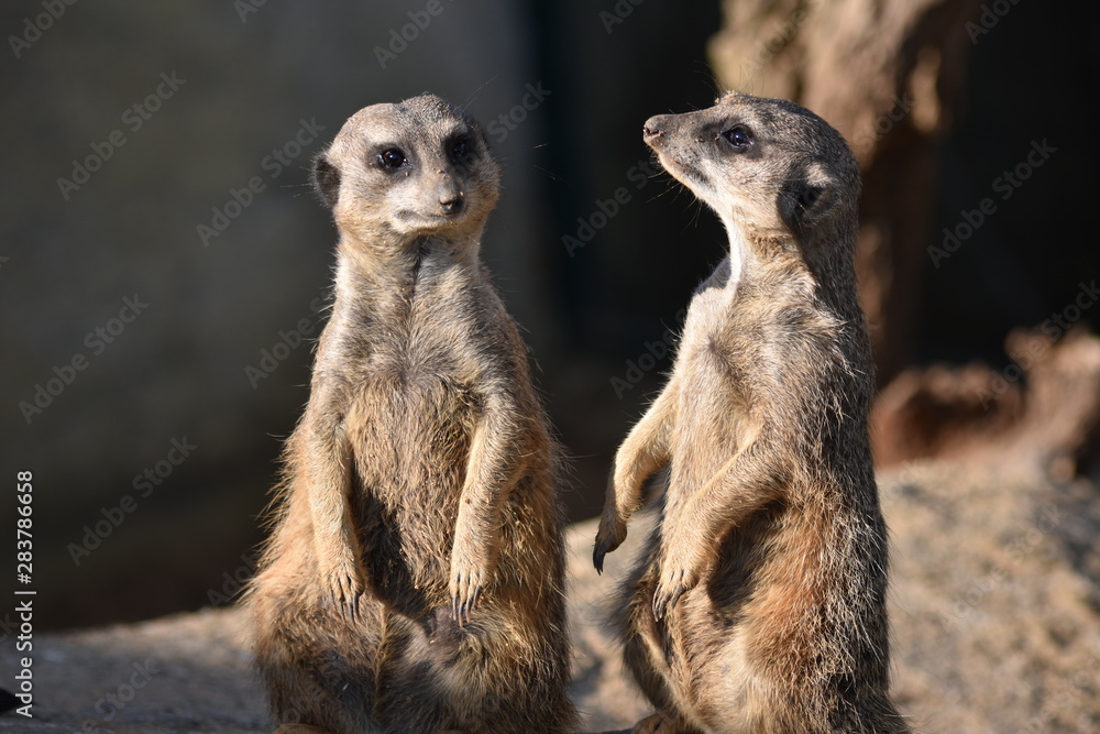 Fototapeta premium Suricate