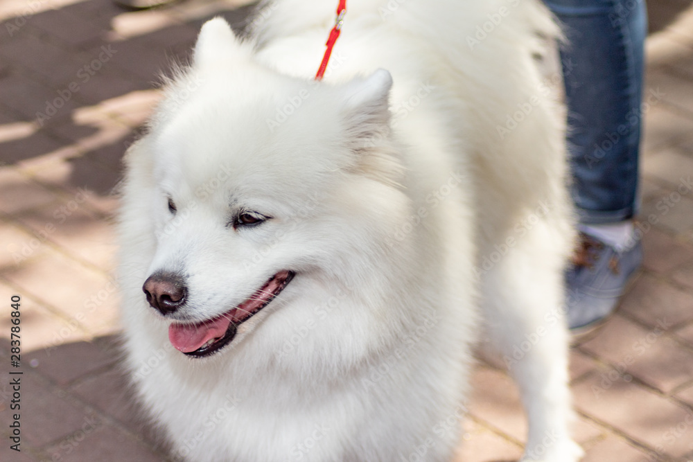Fototapeta premium Dog samoyed on dogs exhibition