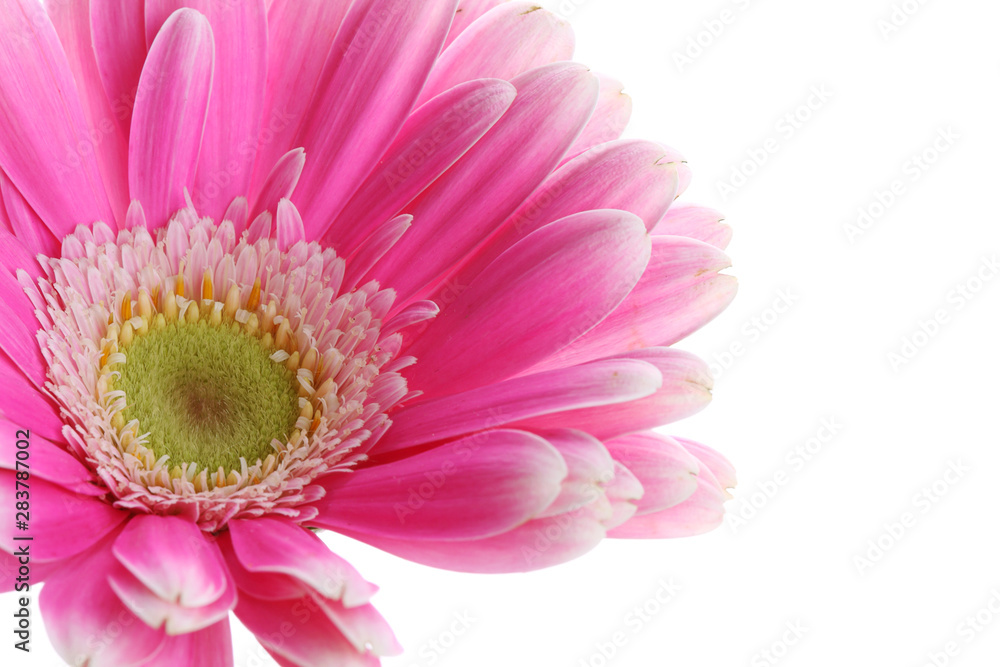 Abstract of colorful pink gerbera flower Abstract of colorful pink gerbera flower
