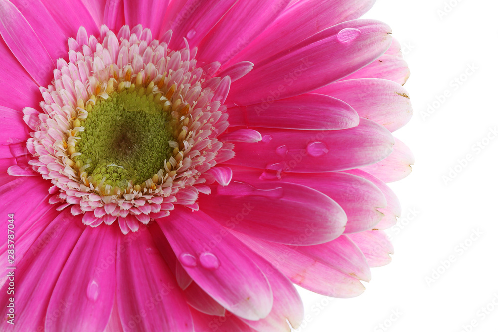 Abstract of colorful pink gerbera flower Abstract of colorful pink gerbera flower