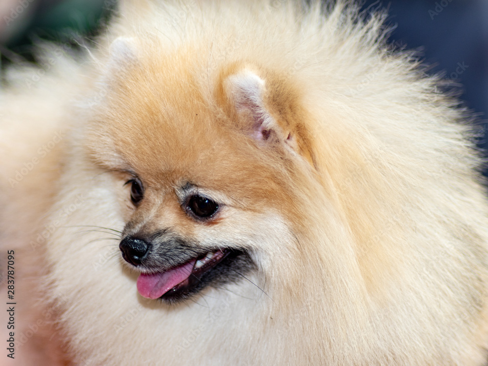 Dog pomeranian spitz on dogs exhibition Dog pomeranian spitz on dogs exhibition
