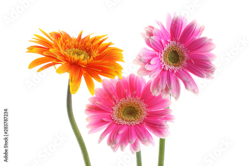 Colorful orange and pink daisy gerbera flower