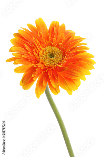 Fototapeta Naklejka Na Ścianę i Meble -  Orange gerbera flower