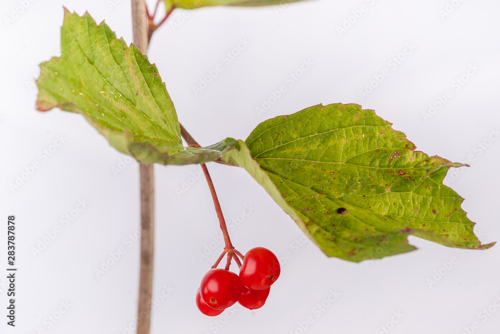 Fotografie Viburnum edule - Highbush Cranberry